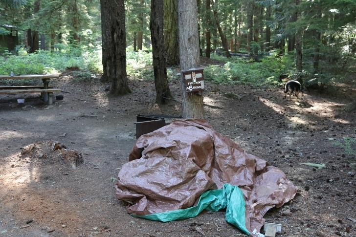 Camping in Washingtons Kachess Campground.